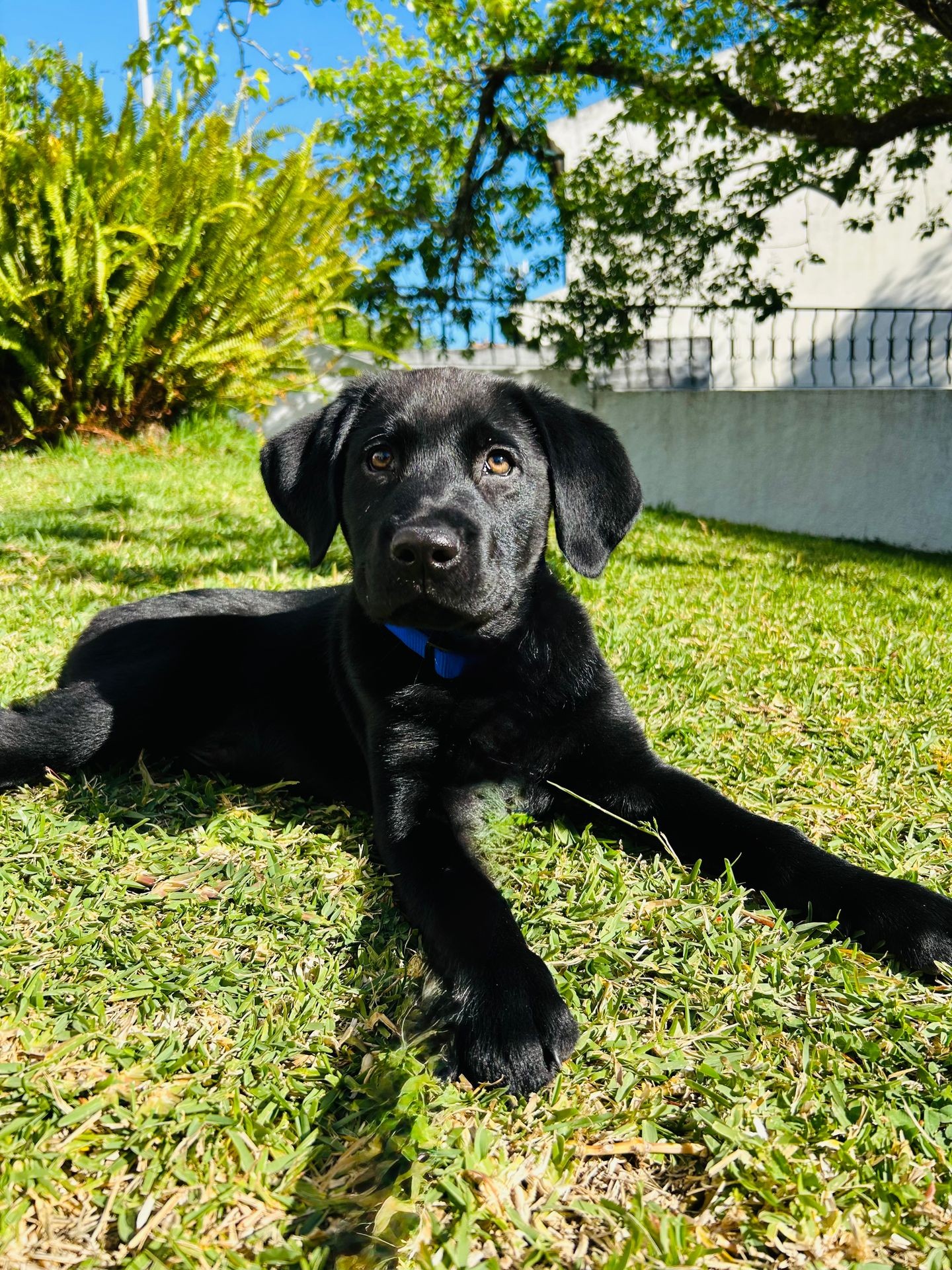 Pet-Friendly Stays